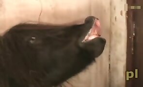 horse sex, sex with animals